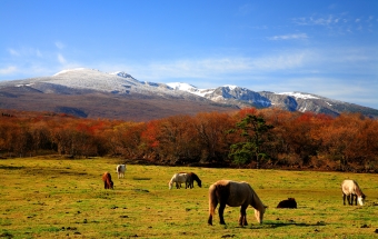 Horse and Mountain